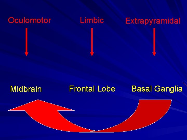 Oculomotor Midbrain Limbic Frontal Lobe Extrapyramidal Basal Ganglia 