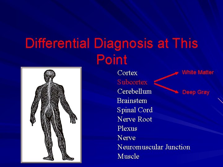 Differential Diagnosis at This Point White Matter Cortex Subcortex Cerebellum Deep Gray Brainstem Spinal