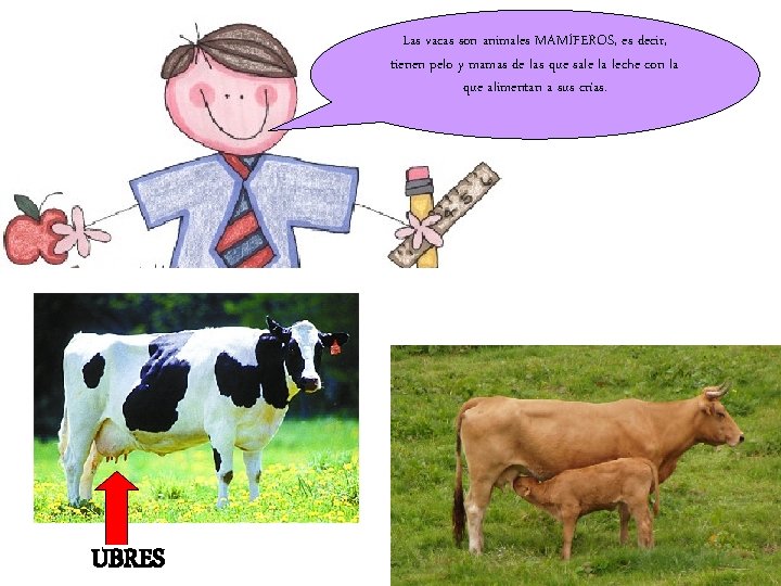 Las vacas son animales MAMÍFEROS, es decir, tienen pelo y mamas de las que