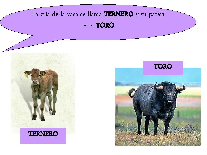La cría de la vaca se llama TERNERO y su pareja es el TORO
