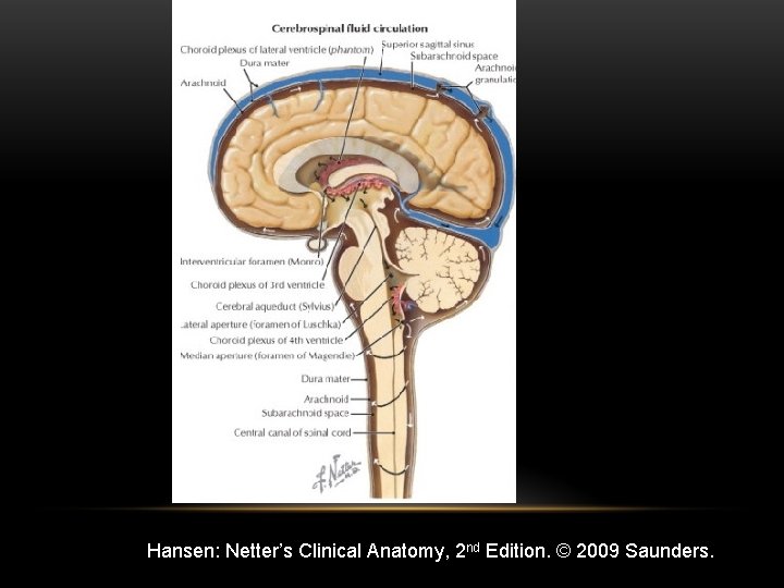 Hansen: Netter’s Clinical Anatomy, 2 nd Edition. © 2009 Saunders. 