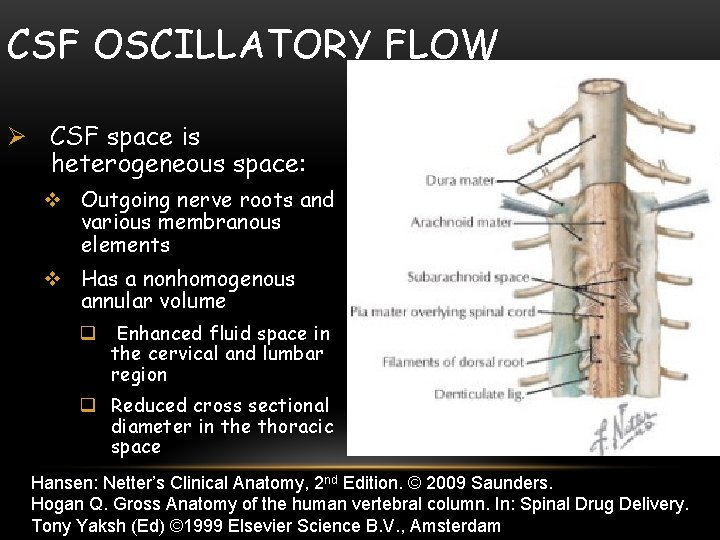 CSF OSCILLATORY FLOW Ø CSF space is heterogeneous space: v Outgoing nerve roots and