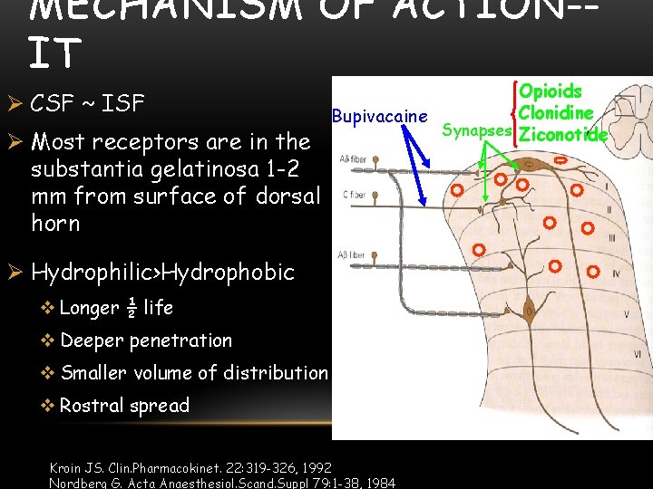 MECHANISM OF ACTION-IT Ø CSF ~ ISF Ø Most receptors are in the substantia