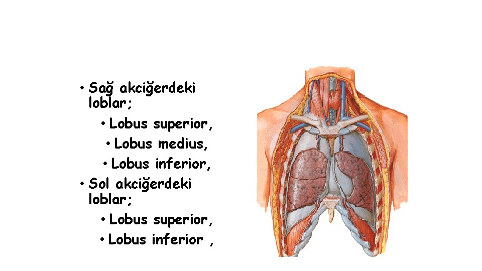  • Sağ akciğerdeki loblar; • Lobus superior, • Lobus medius, • Lobus inferior,