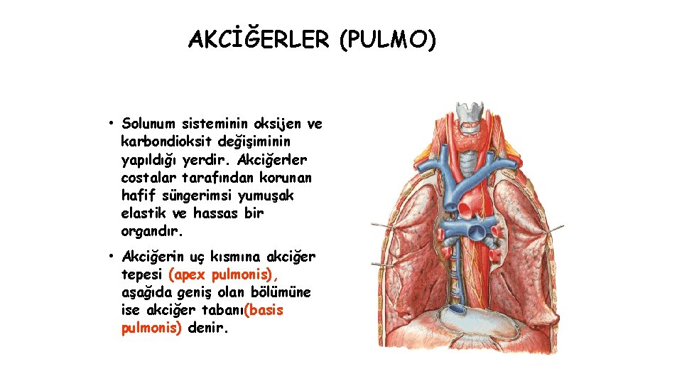 AKCİĞERLER (PULMO) • Solunum sisteminin oksijen ve karbondioksit değişiminin yapıldığı yerdir. Akciğerler costalar tarafından