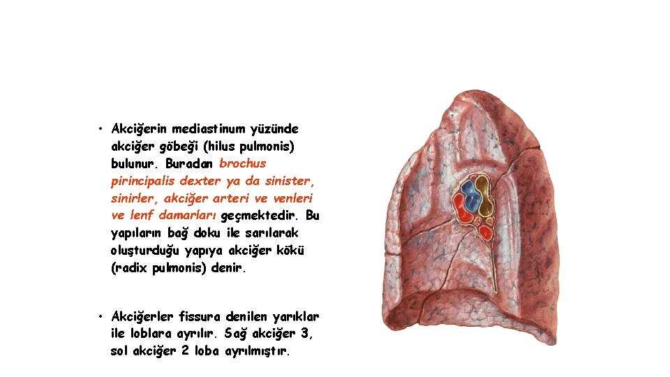  • Akciğerin mediastinum yüzünde akciğer göbeği (hilus pulmonis) bulunur. Buradan brochus pirincipalis dexter