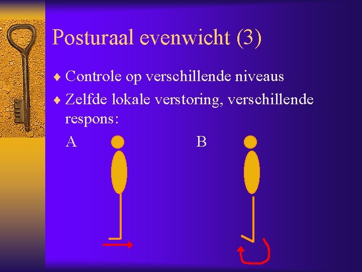 Posturaal evenwicht (3) ¨ Controle op verschillende niveaus ¨ Zelfde lokale verstoring, verschillende respons: