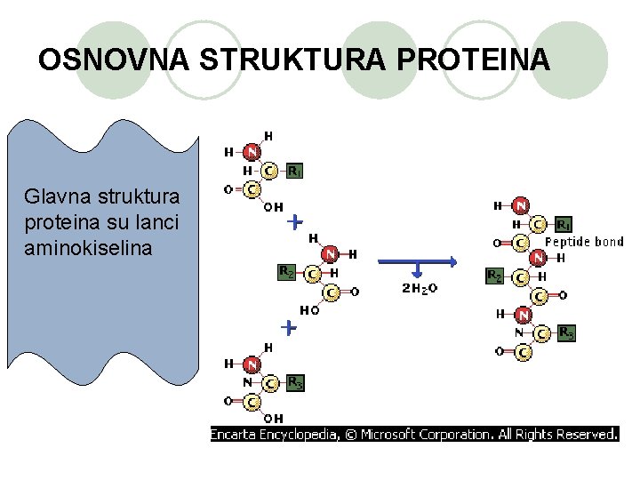 OSNOVNA STRUKTURA PROTEINA Glavna struktura proteina su lanci aminokiselina 