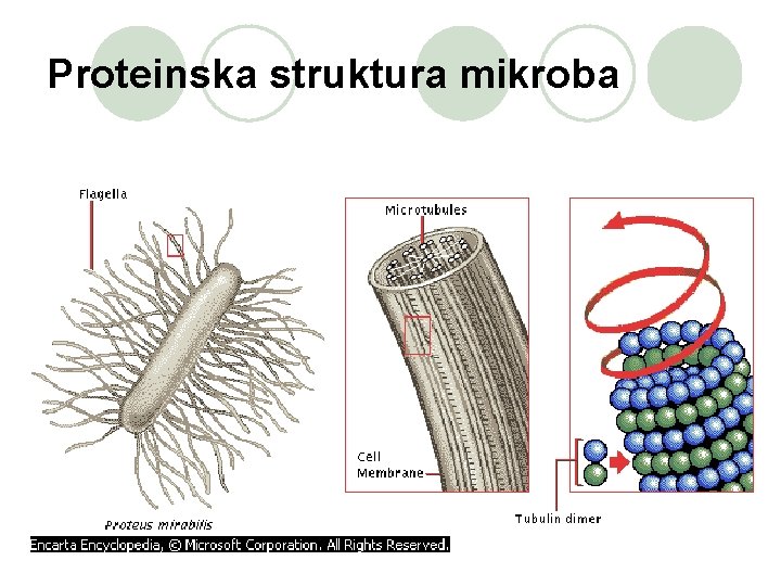 Proteinska struktura mikroba 