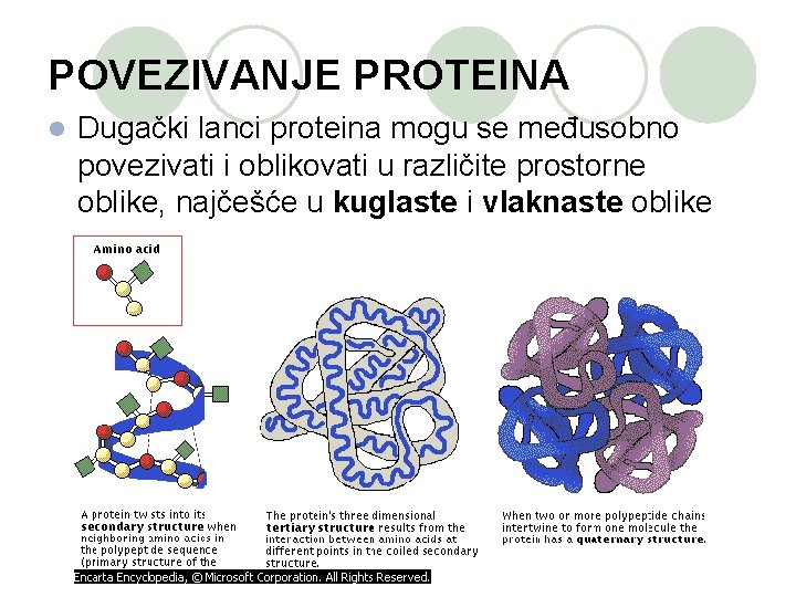 POVEZIVANJE PROTEINA l Dugački lanci proteina mogu se međusobno povezivati i oblikovati u različite