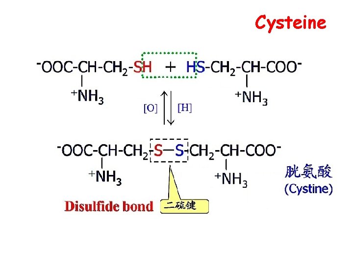 How the cell arises from the diverse biomolecules