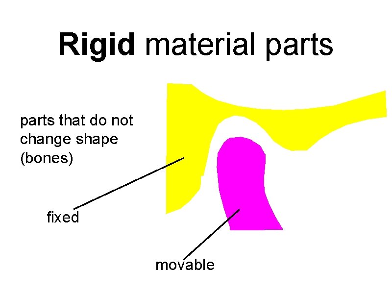 Rigid material parts that do not change shape (bones) fixed movable 