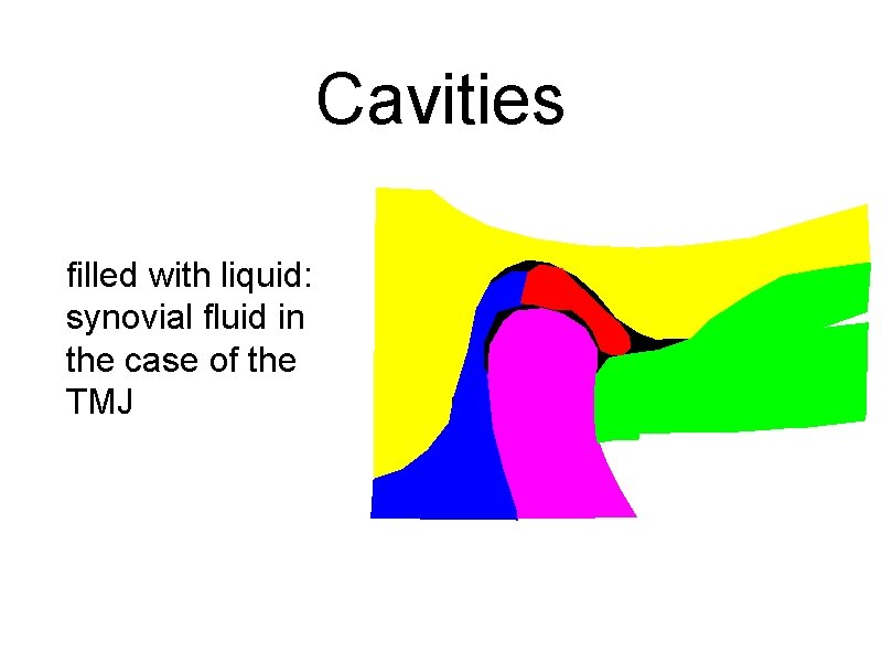 Cavities filled with liquid: synovial fluid in the case of the TMJ ANTERIOR 