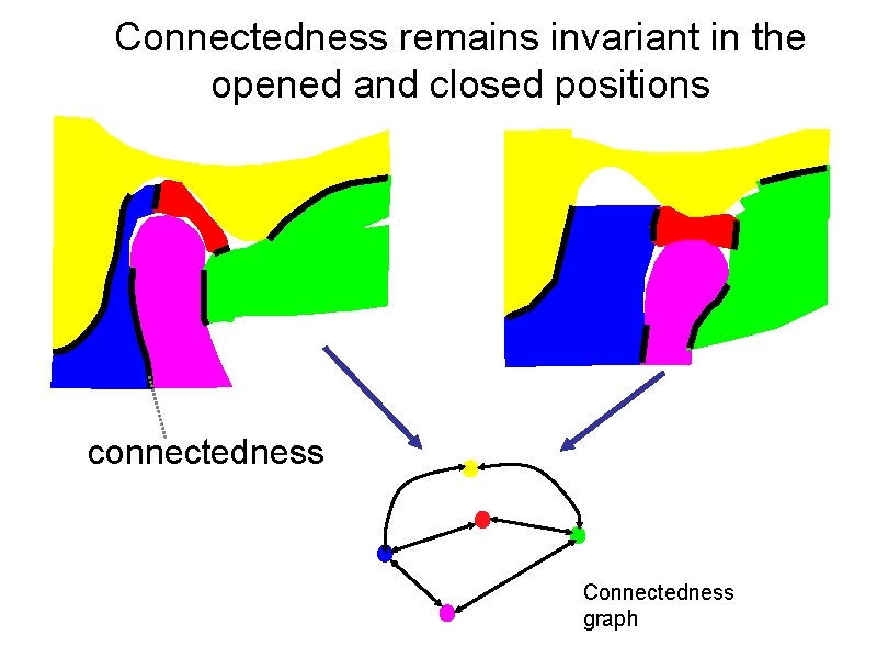 Connectedness remains invariant in the opened and closed positions ANTERIO R connectedness Connectedness graph