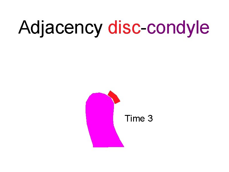 Adjacency disc-condyle Time 3 