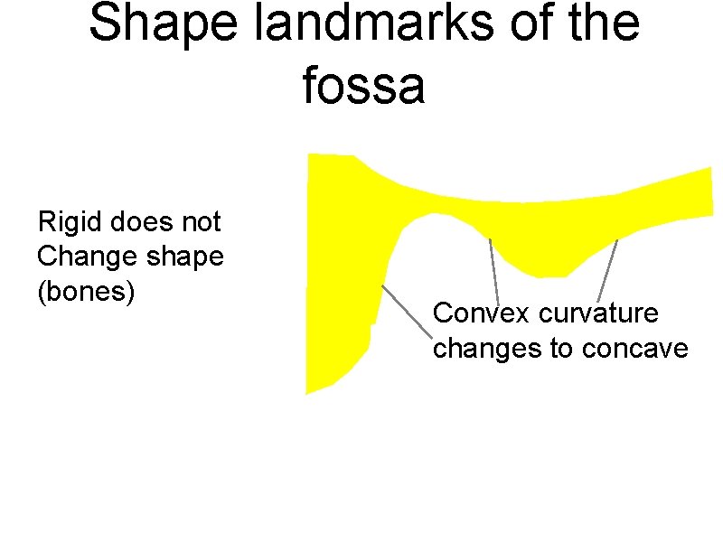 Shape landmarks of the fossa Rigid does not Change shape (bones) Convex curvature changes