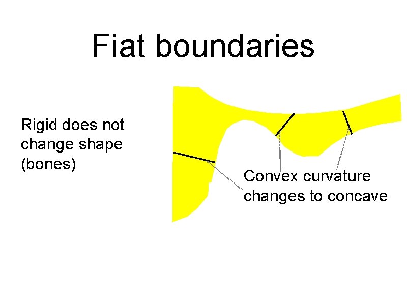 Fiat boundaries Rigid does not change shape (bones) Convex curvature changes to concave 