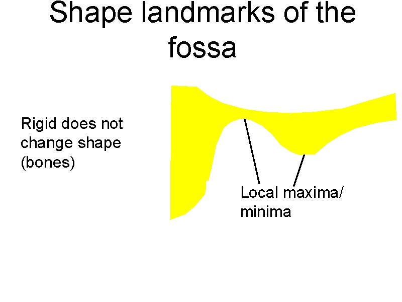 Shape landmarks of the fossa Rigid does not change shape (bones) Local maxima/ minima