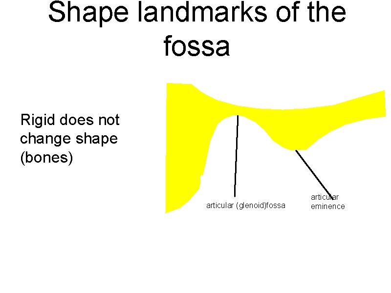 Shape landmarks of the fossa Rigid does not change shape (bones) articular (glenoid)fossa articular