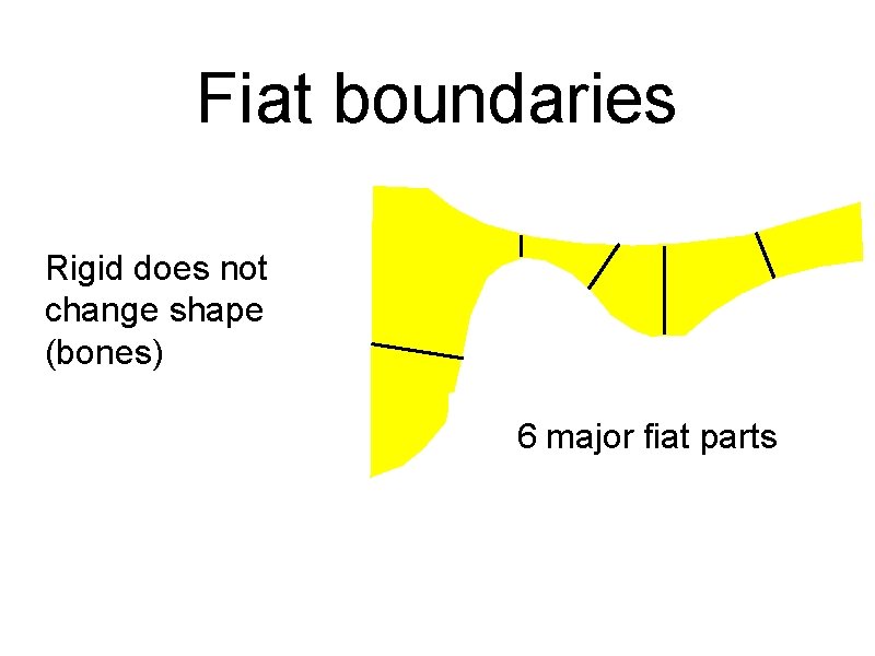 Fiat boundaries Rigid does not change shape (bones) 6 major fiat parts 