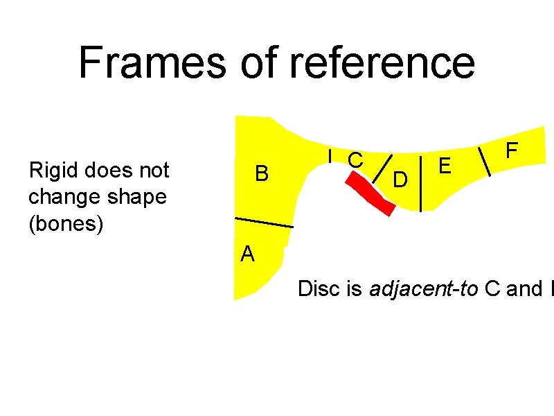 Frames of reference Rigid does not change shape (bones) B C D E F