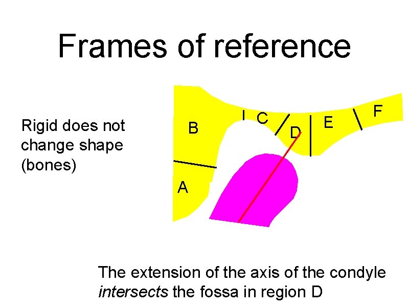 Frames of reference Rigid does not change shape (bones) B C D E F