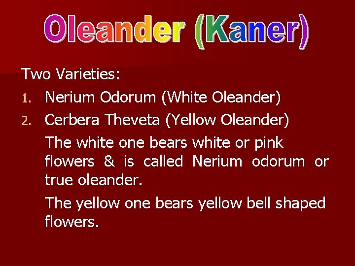 Two Varieties: 1. Nerium Odorum (White Oleander) 2. Cerbera Theveta (Yellow Oleander) The white