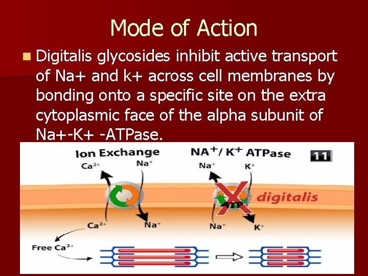 Mode of Action n Digitalis glycosides inhibit active transport of Na+ and k+ across