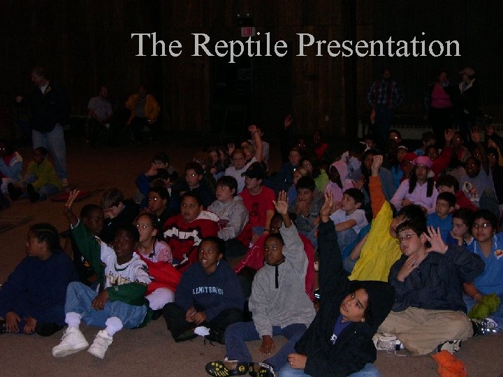 The Reptile Presentation 