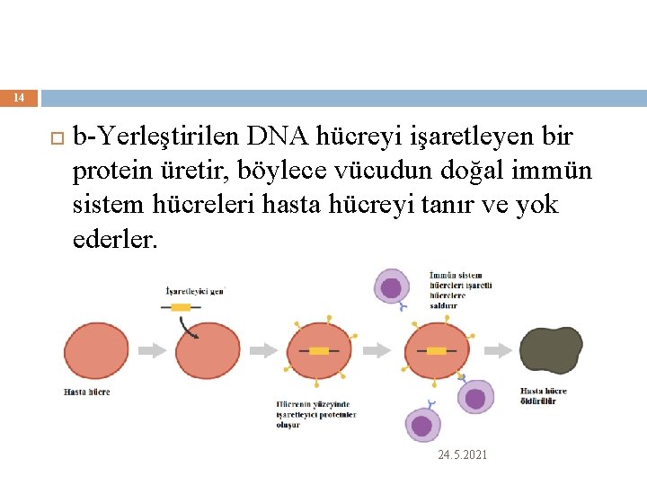 14 b-Yerleştirilen DNA hücreyi işaretleyen bir protein üretir, böylece vücudun doğal immün sistem hücreleri