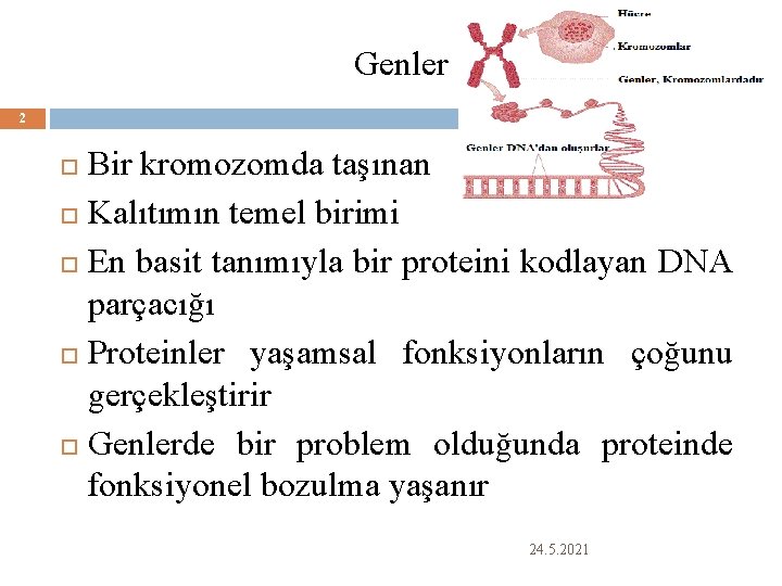 Genler 2 Bir kromozomda taşınan Kalıtımın temel birimi En basit tanımıyla bir proteini kodlayan