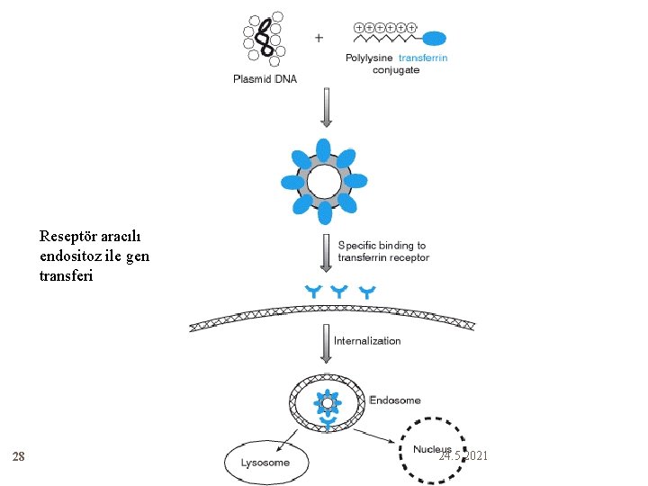 Reseptör aracılı endositoz ile gen transferi 28 24. 5. 2021 