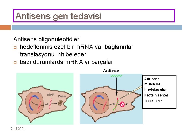 Antisens gen tedavisi Antisens oligonuleotidler hedeflenmiş özel bir m. RNA ya bağlanırlar translasyonu inhibe