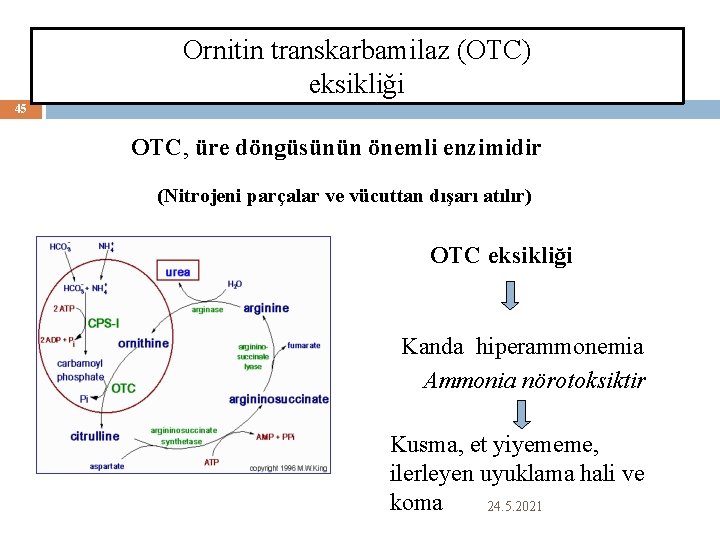 Ornitin transkarbamilaz (OTC) eksikliği 45 OTC, üre döngüsünün önemli enzimidir (Nitrojeni parçalar ve vücuttan
