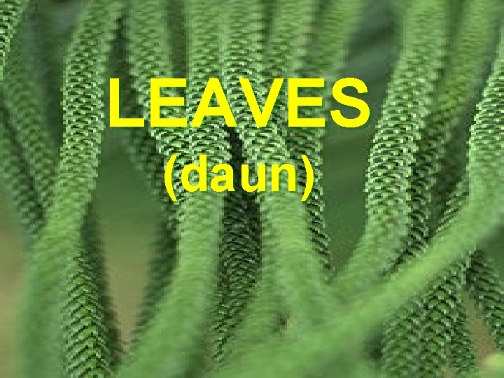 LEAVES (daun) 