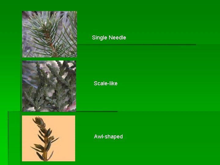 Single Needle Scale-like Awl-shaped 