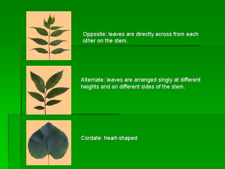Opposite: leaves are directly across from each other on the stem. Alternate: leaves are