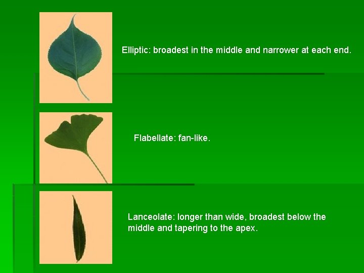 Elliptic: broadest in the middle and narrower at each end. Flabellate: fan-like. Lanceolate: longer