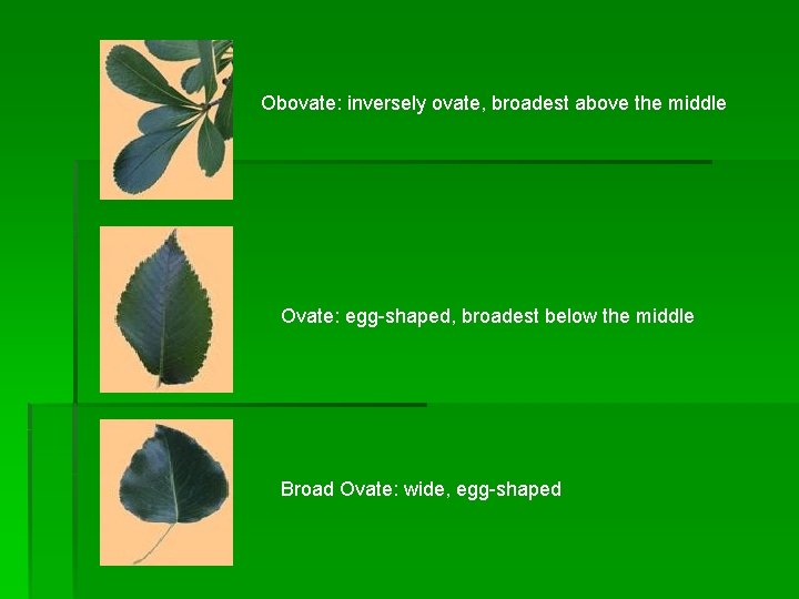 Obovate: inversely ovate, broadest above the middle Ovate: egg-shaped, broadest below the middle Broad