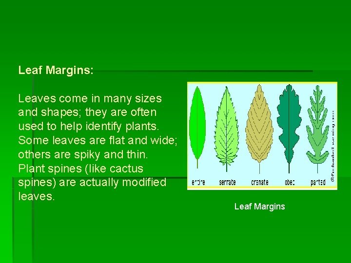 Leaf Margins: Leaves come in many sizes and shapes; they are often used to