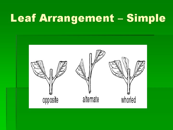 Leaf Arrangement – Simple 