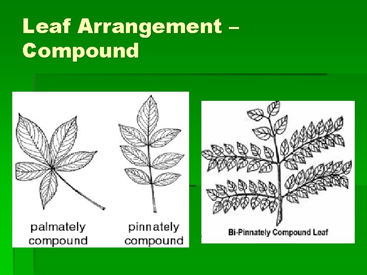 Leaf Arrangement – Compound 