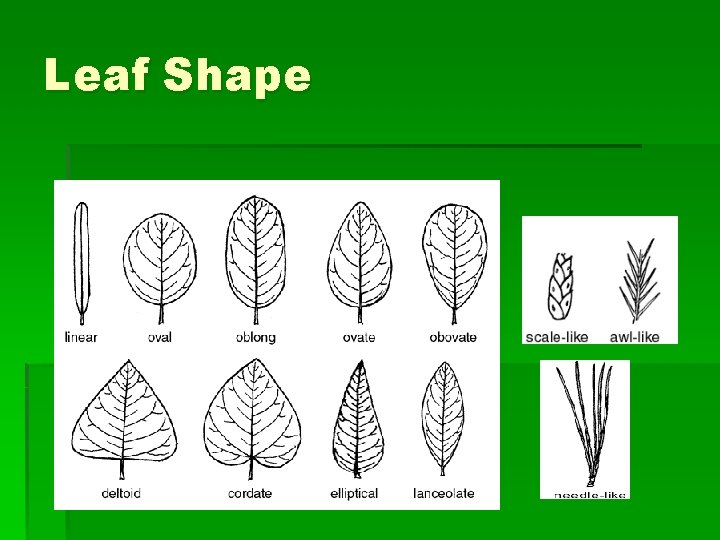 Leaf Shape 