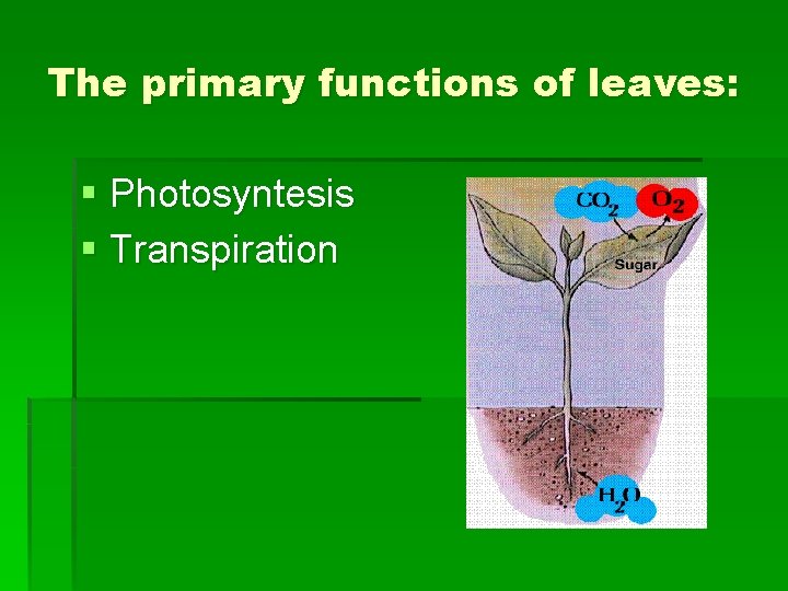 The primary functions of leaves: § Photosyntesis § Transpiration 