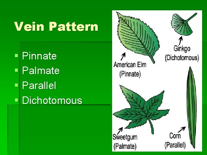 Vein Pattern § Pinnate § Palmate § Parallel § Dichotomous 