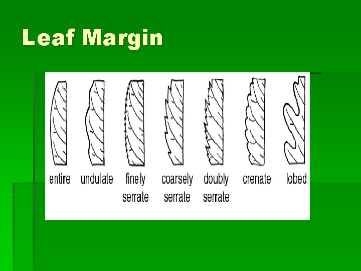 Leaf Margin 