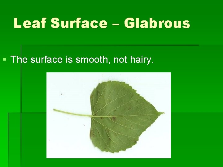 Leaf Surface – Glabrous § The surface is smooth, not hairy. 