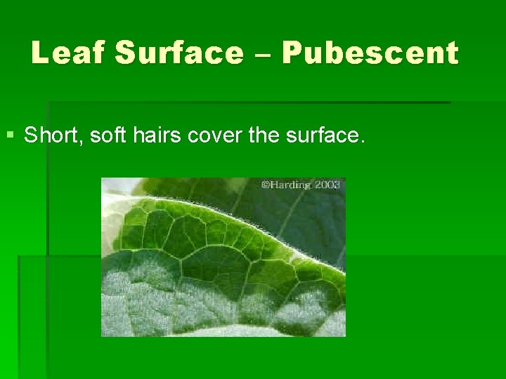 Leaf Surface – Pubescent § Short, soft hairs cover the surface. 