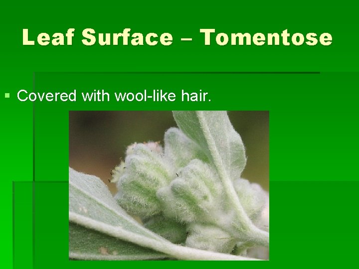 Leaf Surface – Tomentose § Covered with wool-like hair. 