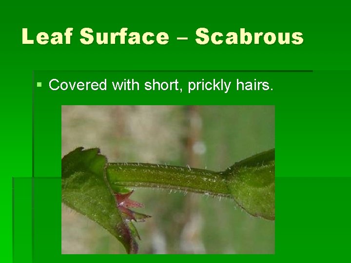 Leaf Surface – Scabrous § Covered with short, prickly hairs. 